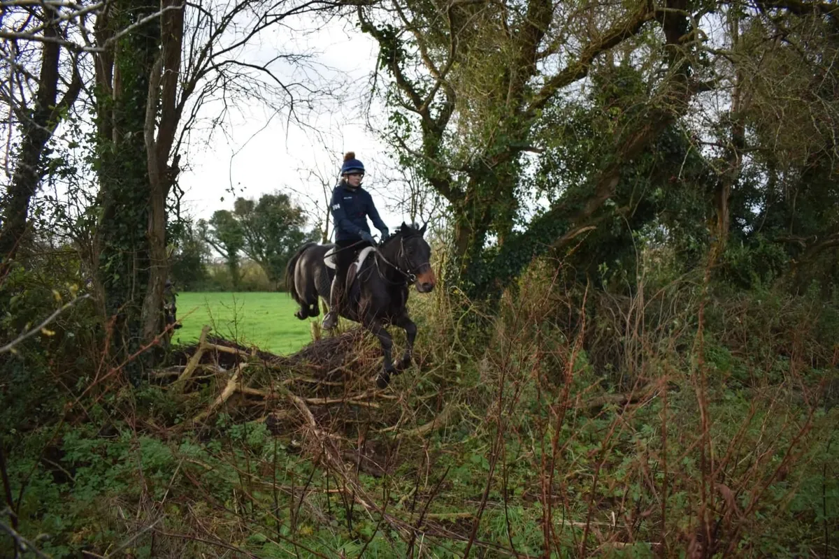 143cm Connemara Gelding - Image 3
