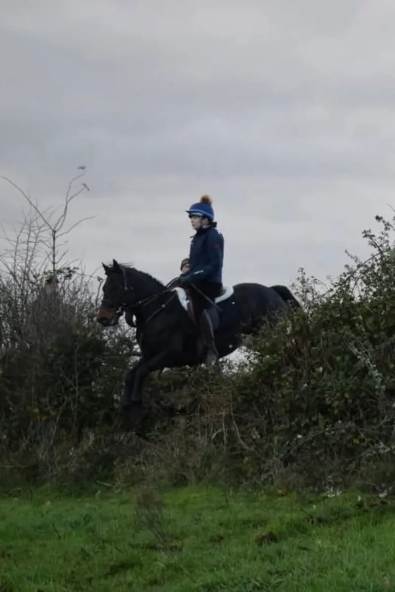 143cm Connemara Gelding - Image 4