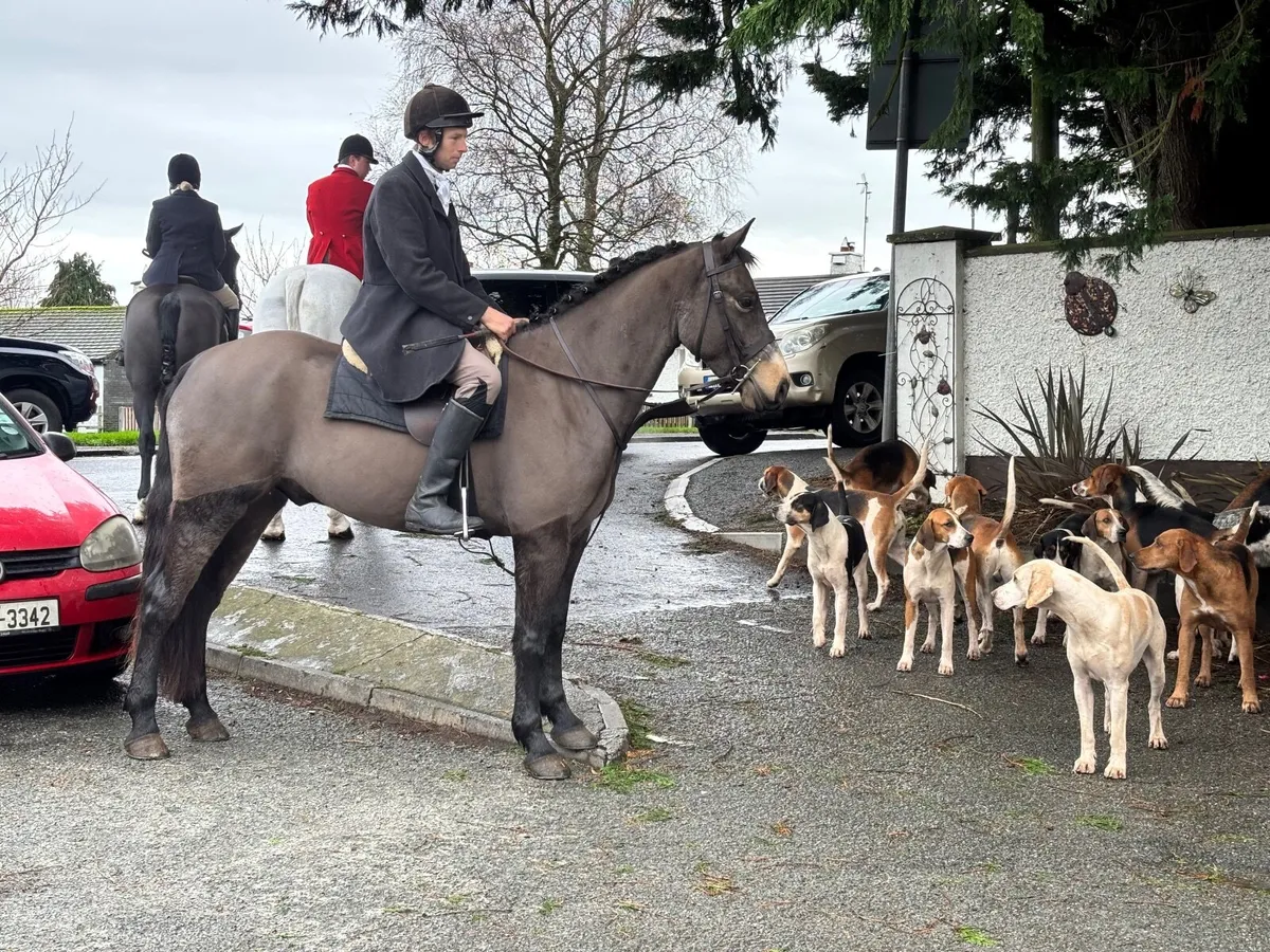 Fantastic 4yo Connemara 15.1hh Eventer Hunter - Image 1