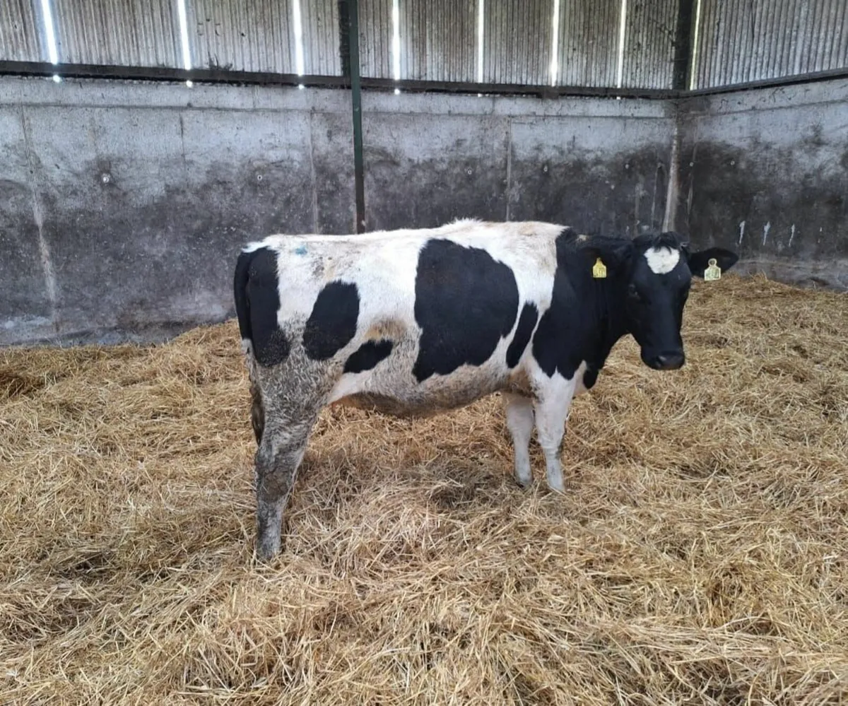 Pedigree Registered British Friesian Heifers - Image 2