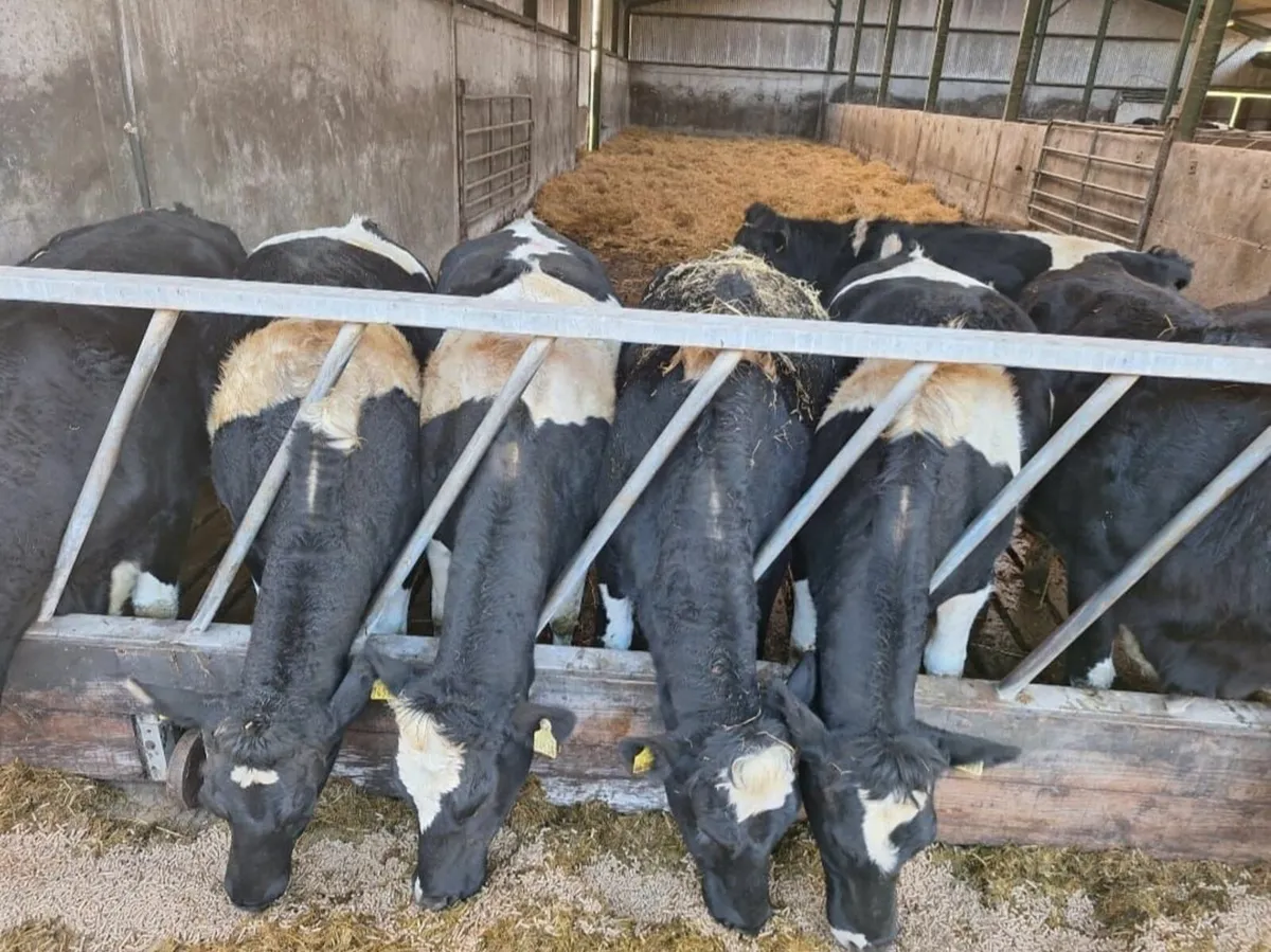 Pedigree Registered British Friesian Heifers - Image 1