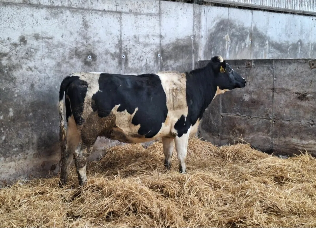 Pedigree Registered British Friesian Heifers - Image 3