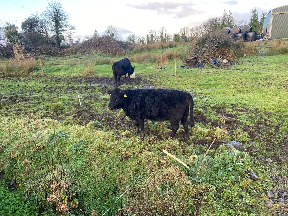 Dexter heifer - Image 1