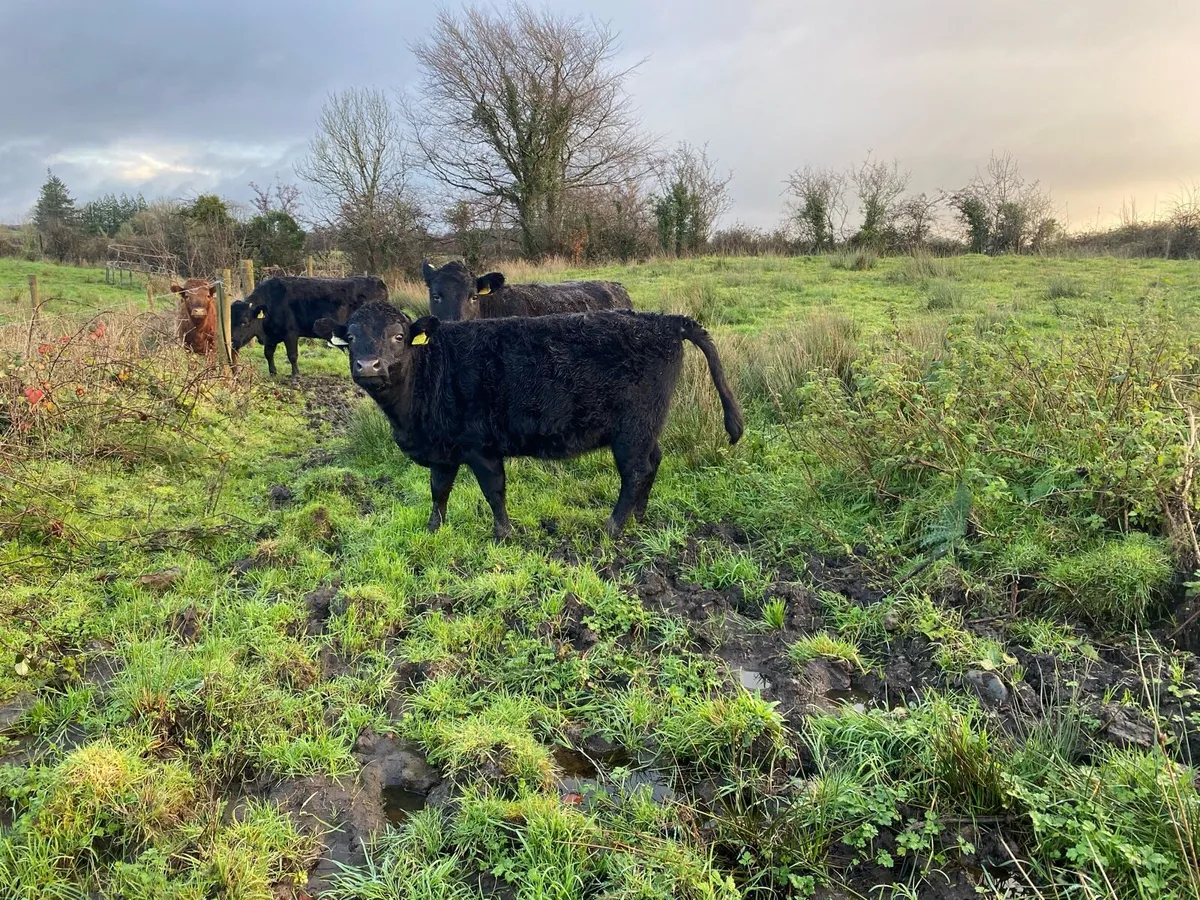 Dexter heifer - Image 2