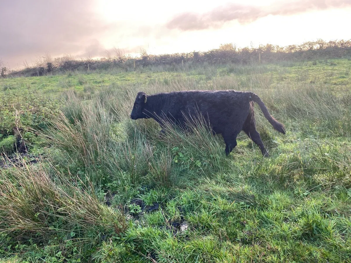 Dexter heifer - Image 3