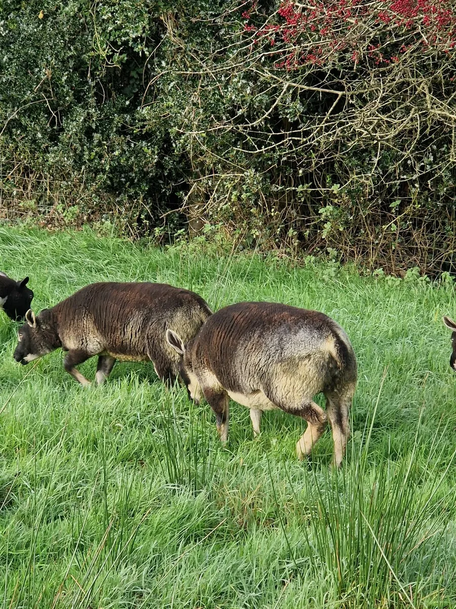 Dutch spotted & badger faced ewe lambs - Image 2
