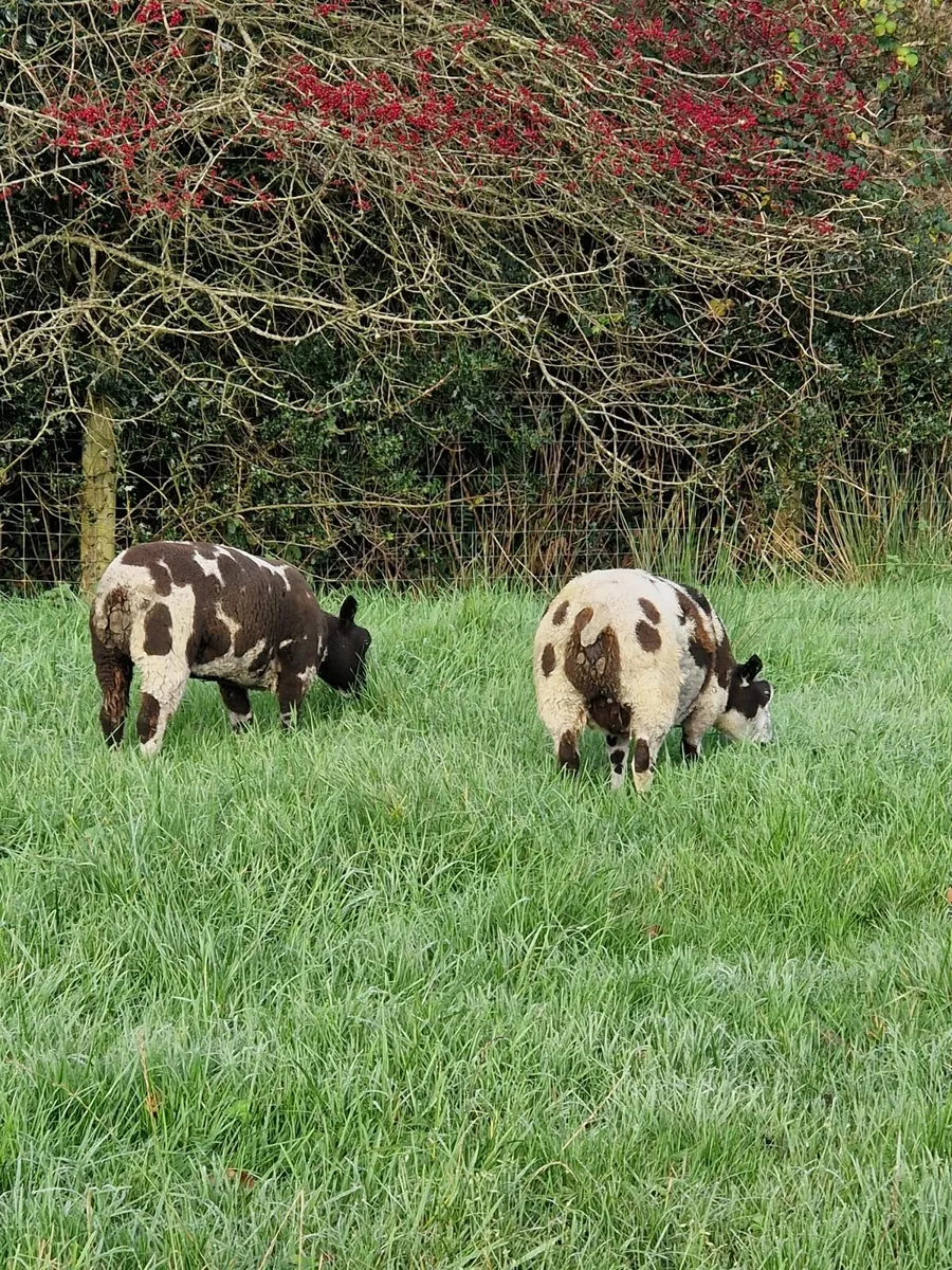 Dutch spotted & badger faced ewe lambs - Image 1