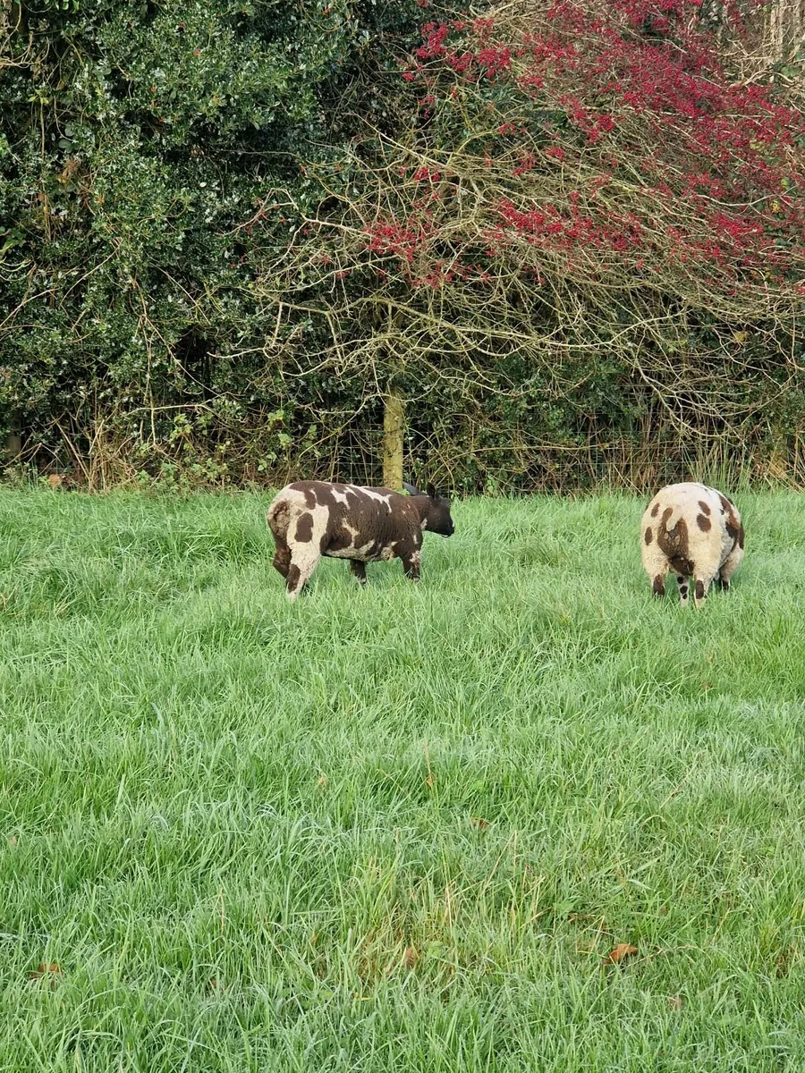 Dutch spotted & badger faced ewe lambs - Image 3