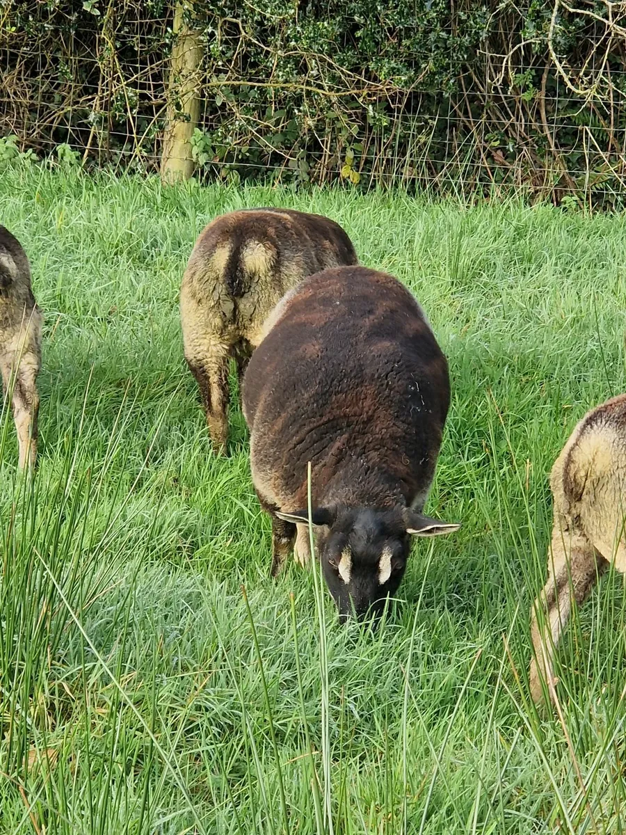 Dutch spotted & badger faced ewe lambs - Image 4