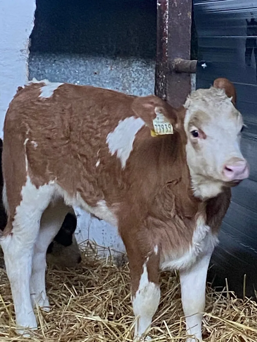 2 TOP QUALITY AI BRED SIMMENTAL HEIFER CALVES - Image 1