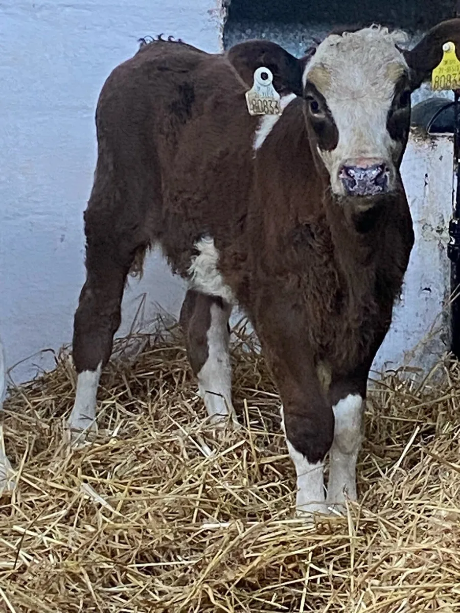 2 TOP QUALITY AI BRED SIMMENTAL HEIFER CALVES - Image 2