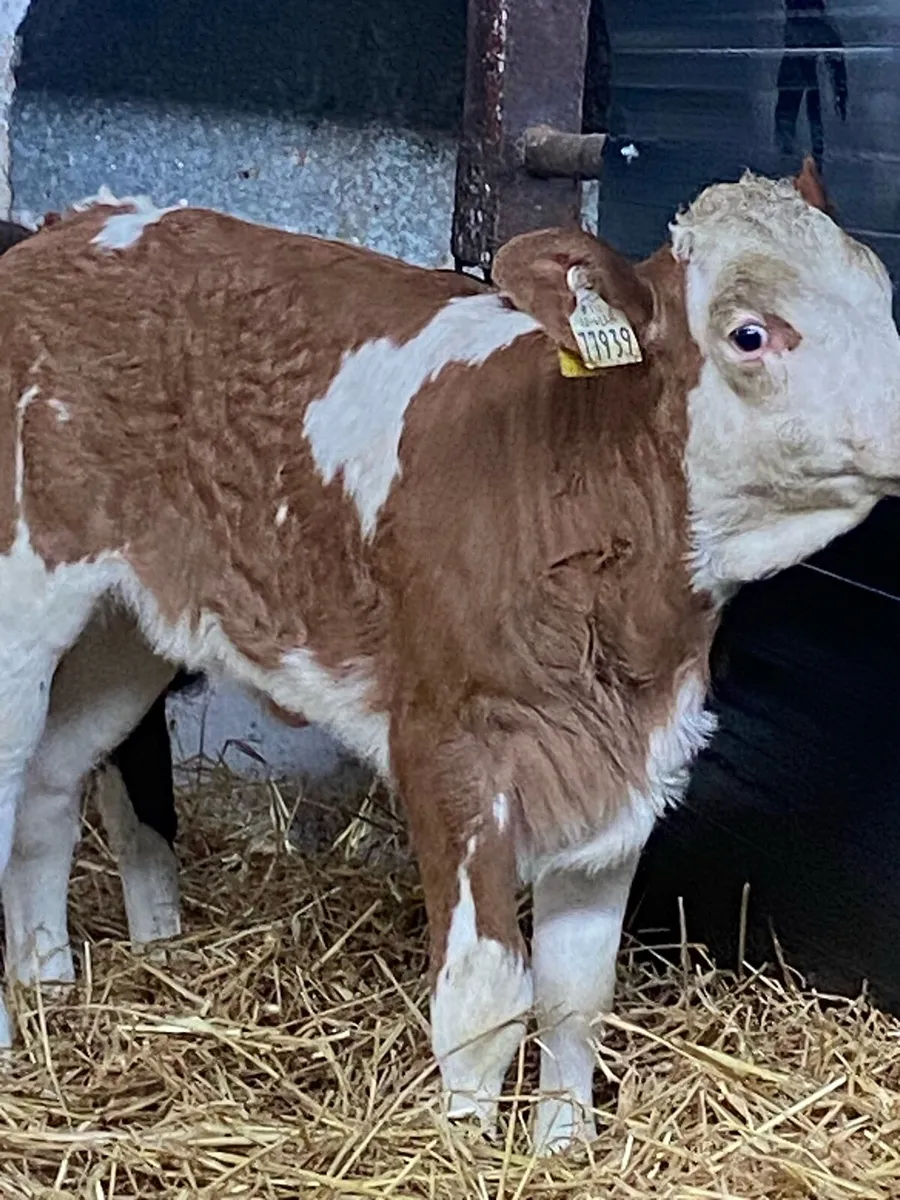 2 TOP QUALITY AI BRED SIMMENTAL HEIFER CALVES - Image 3