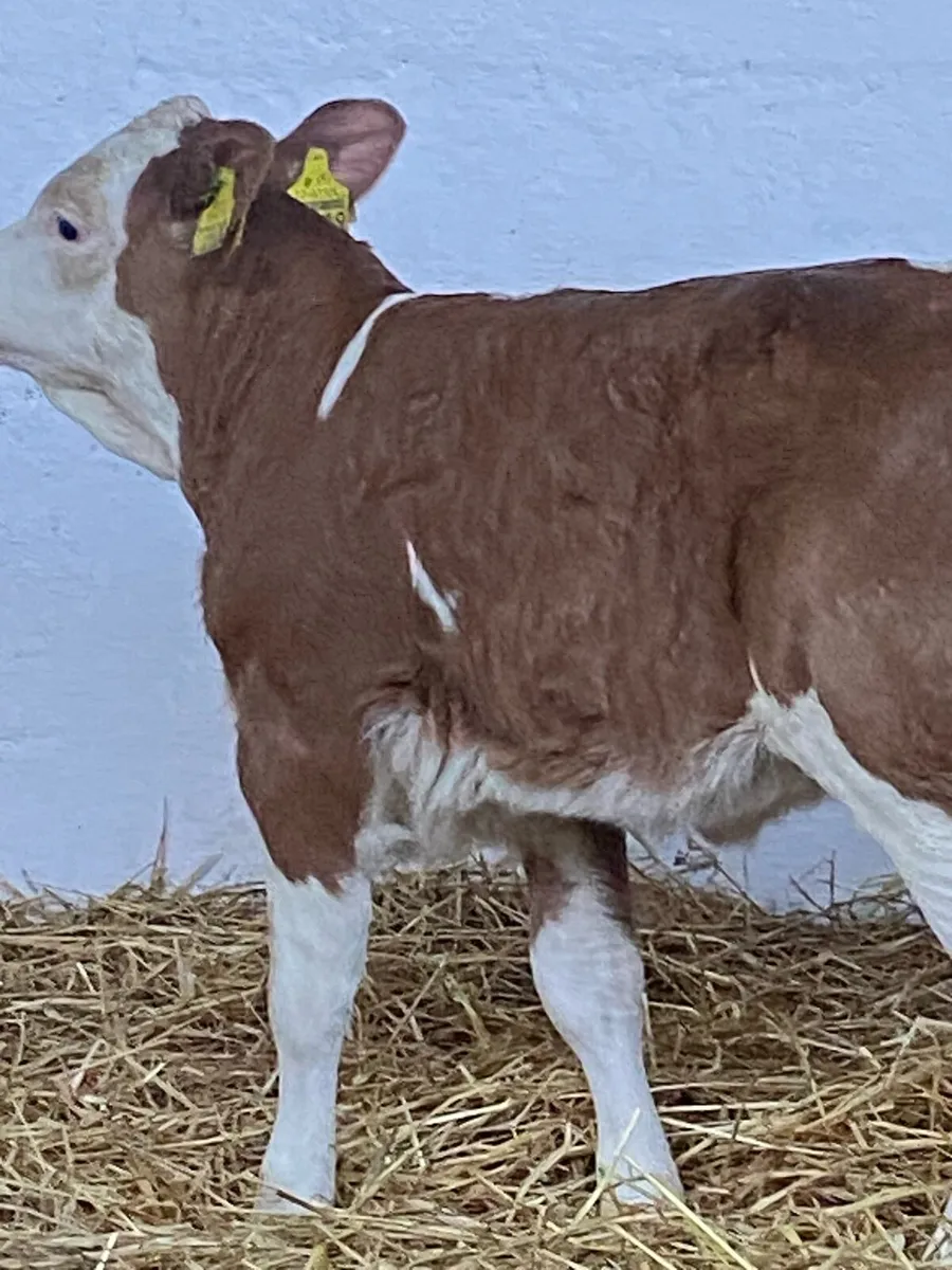 2 TOP QUALITY AI BRED SIMMENTAL HEIFER CALVES - Image 4