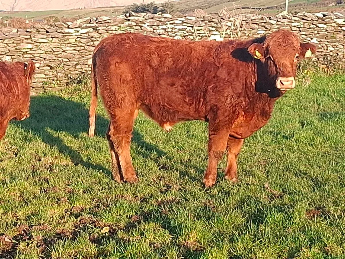 Full Symbol Organic Limousin Bulls - Image 2