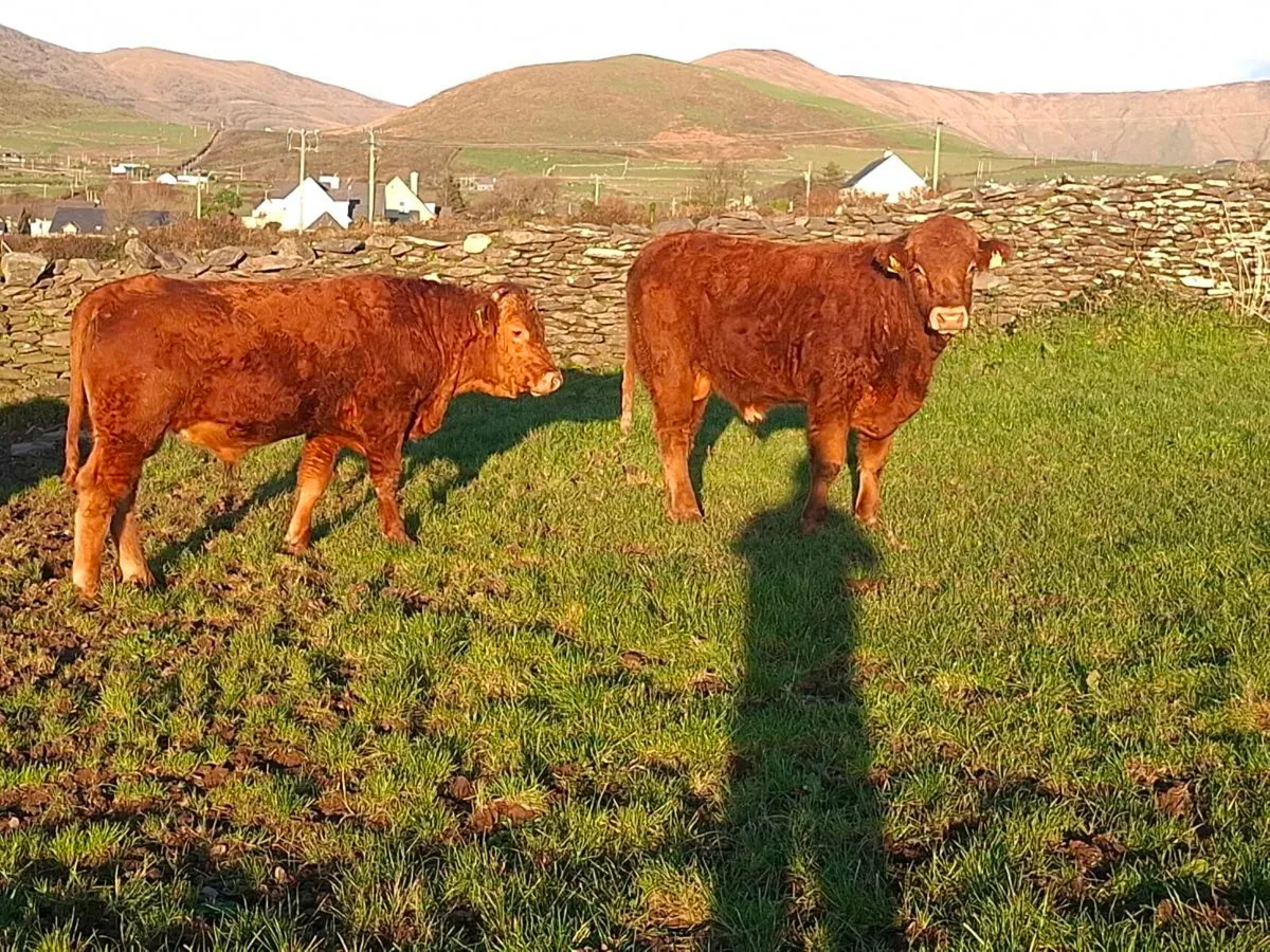 Full Symbol Organic Limousin Bulls - Image 3