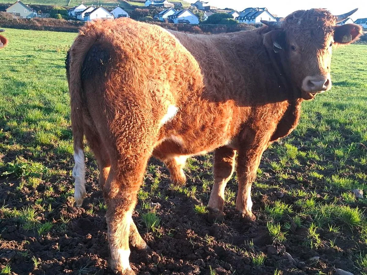 Full Symbol Organic Limousin Bulls - Image 4