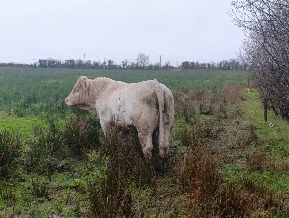 Organic Charolais bull - Image 1