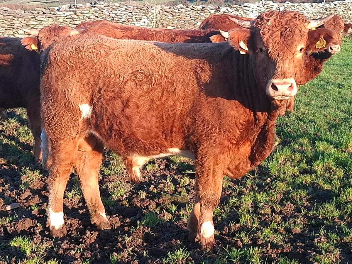 Full Symbol Organic Limousin Bulls - Image 1