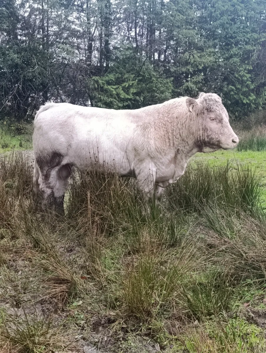 Organic Charolais bull - Image 2