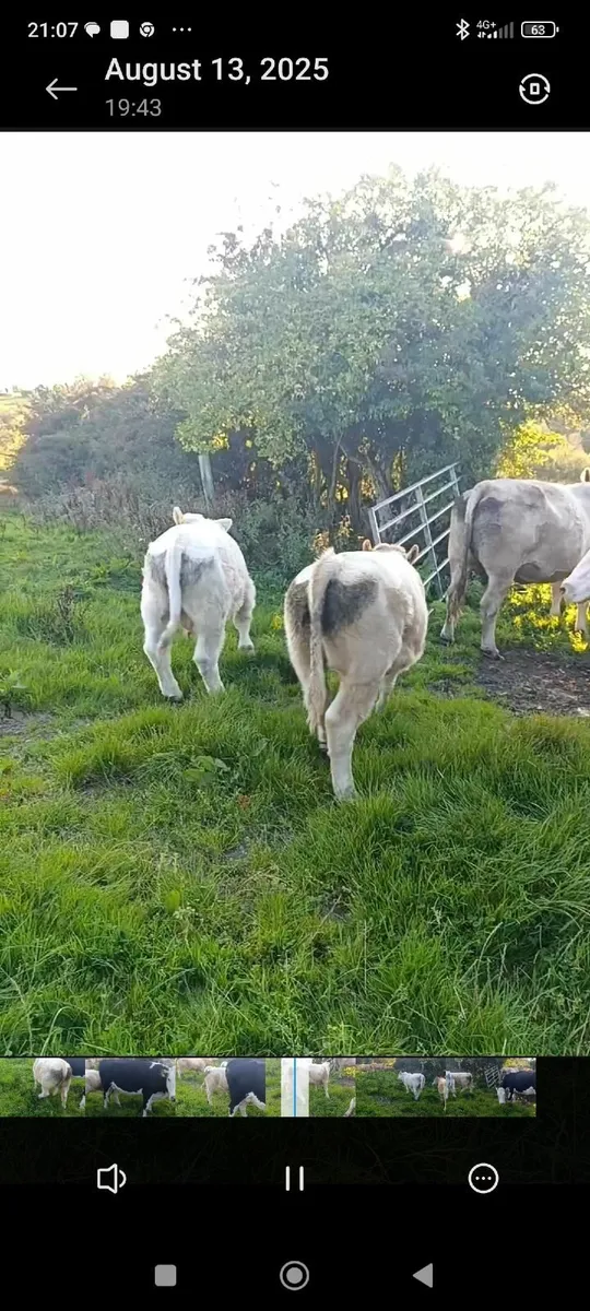 Organic Charolais bull - Image 3