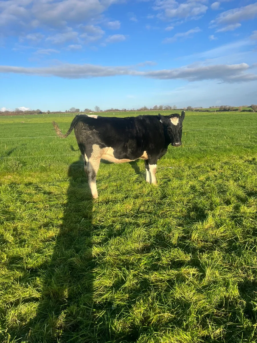 10 Incalf Heifers - Image 1