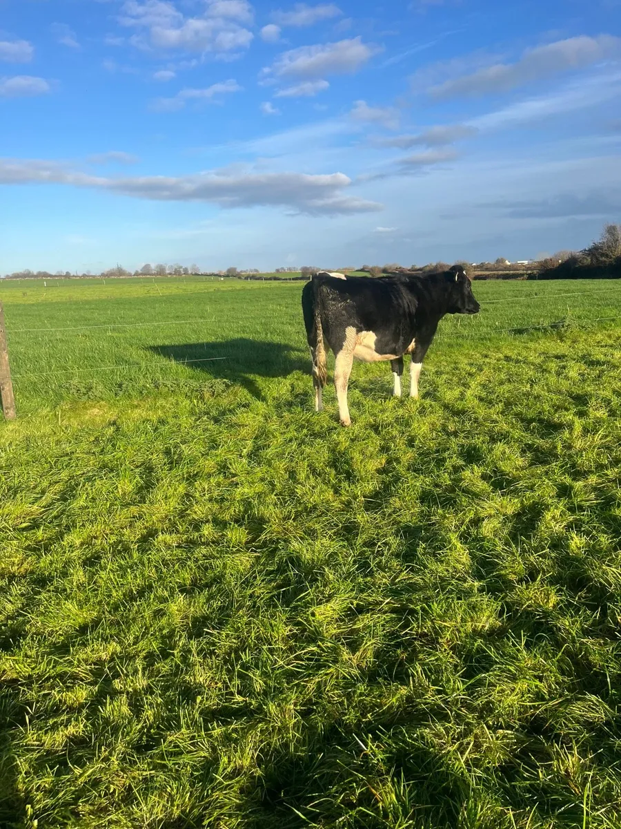 10 Incalf Heifers - Image 2