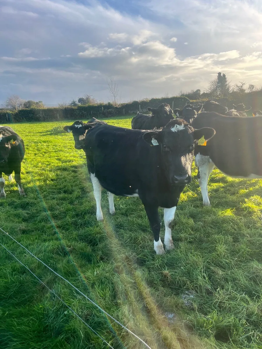 10 Incalf Heifers - Image 3