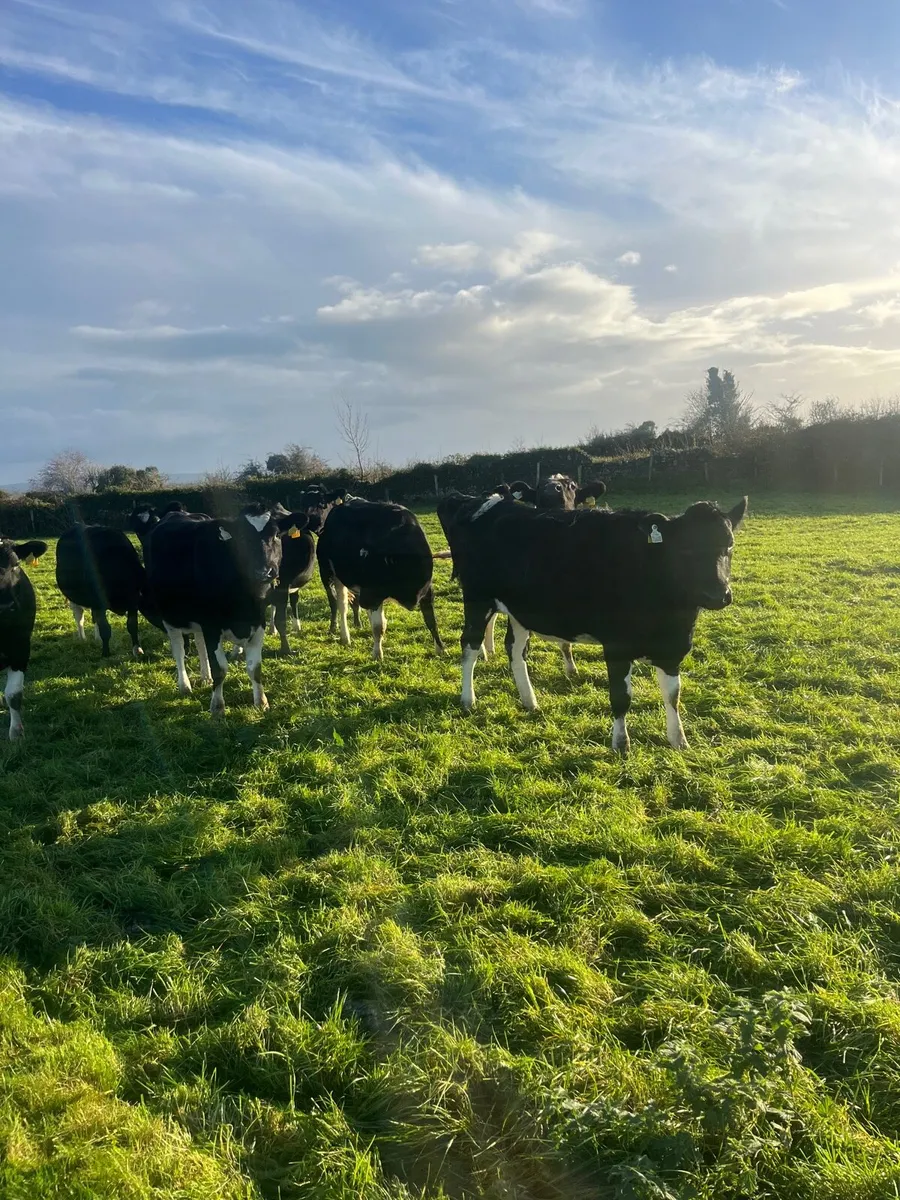 10 Incalf Heifers - Image 4