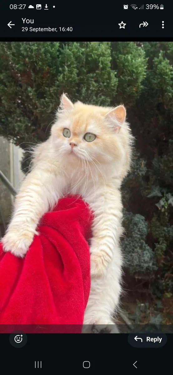 British Longhair female