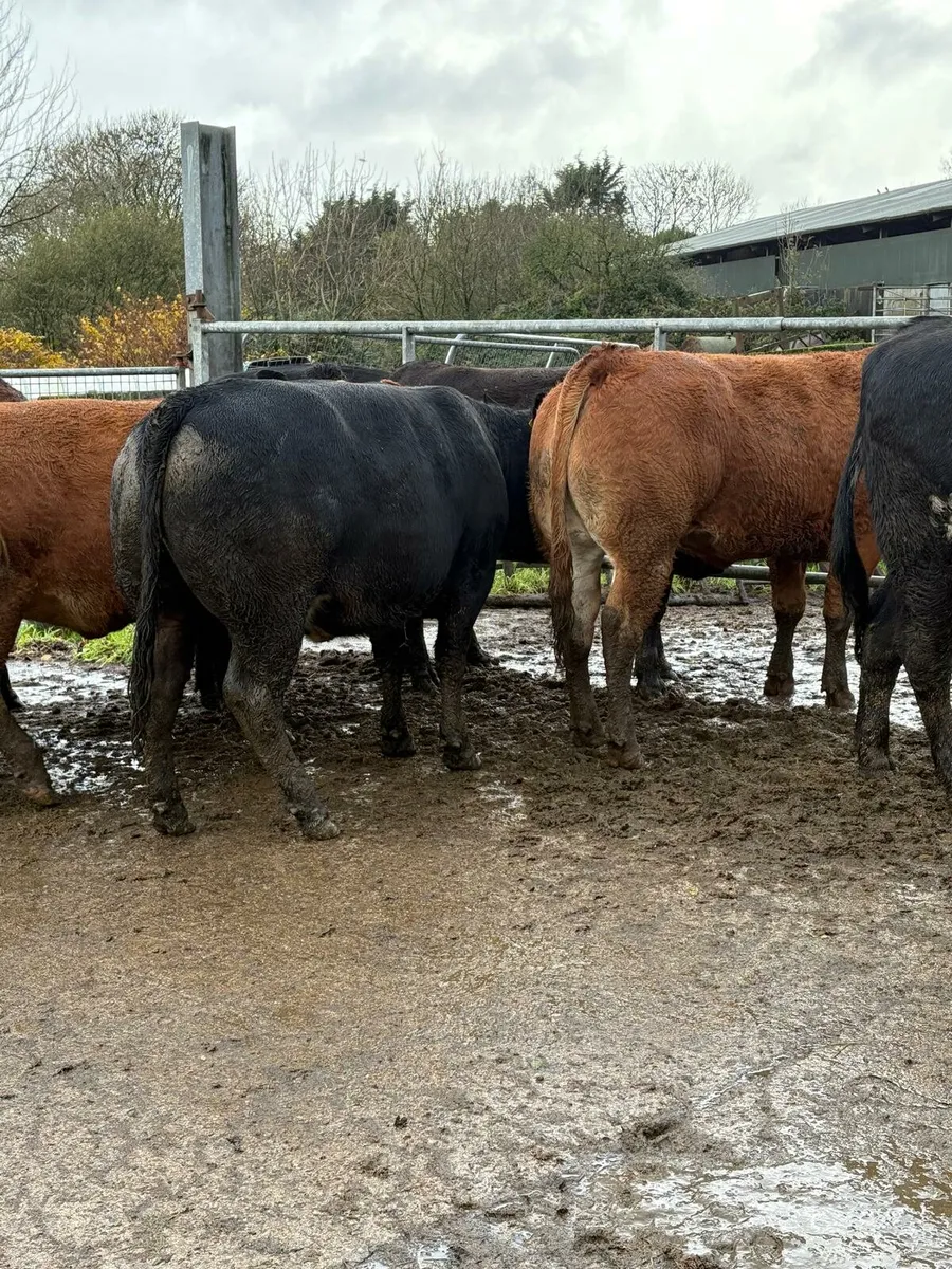 In calf LM hefs in New Ross mart this Saturday - Image 2