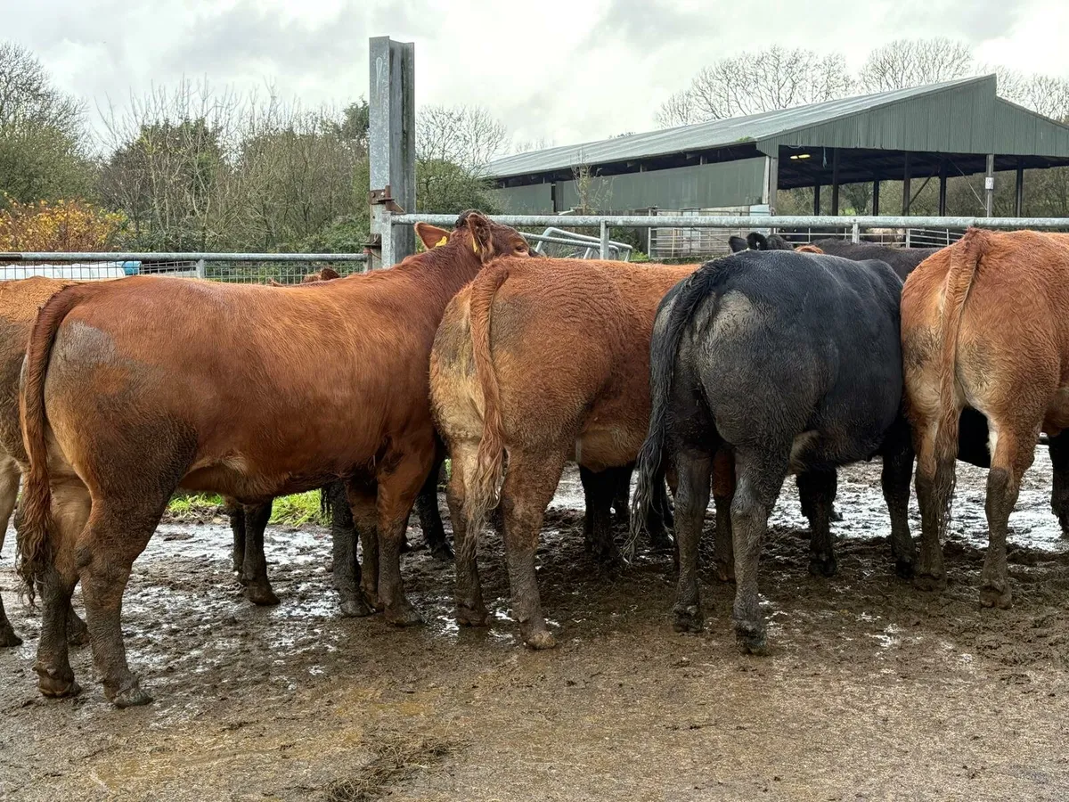 In calf LM hefs in New Ross mart this Saturday - Image 3