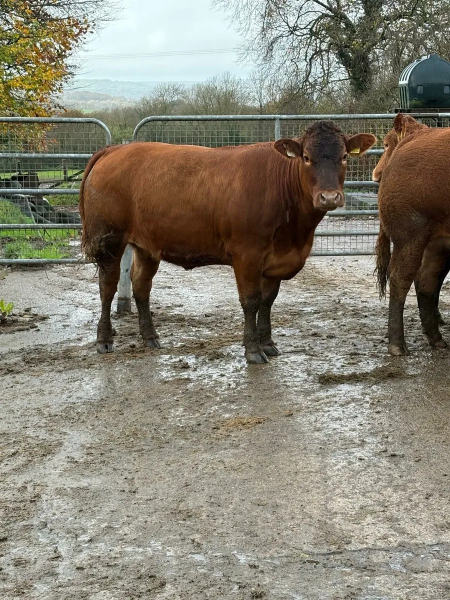 In calf LM hefs in New Ross mart this Saturday - Image 1