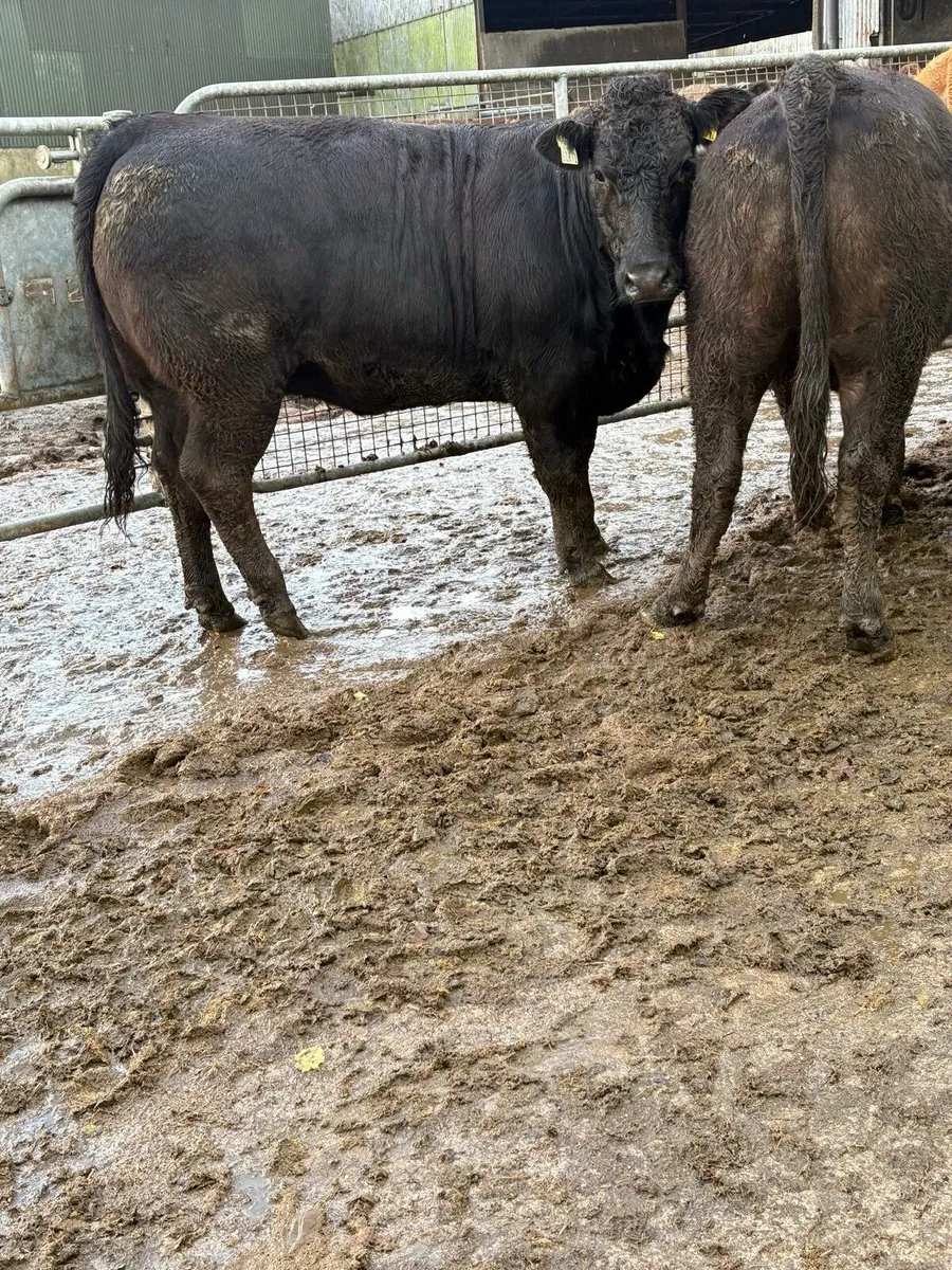 In calf LM hefs in New Ross mart this Saturday - Image 4