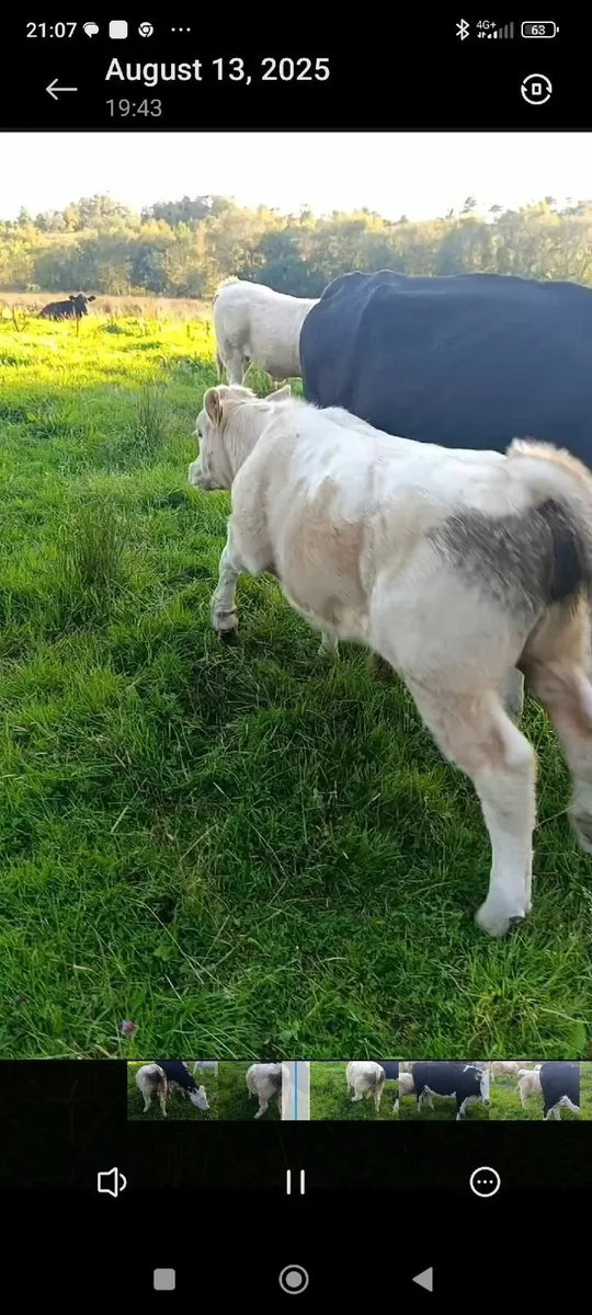 Organic Charolais bull - Image 4