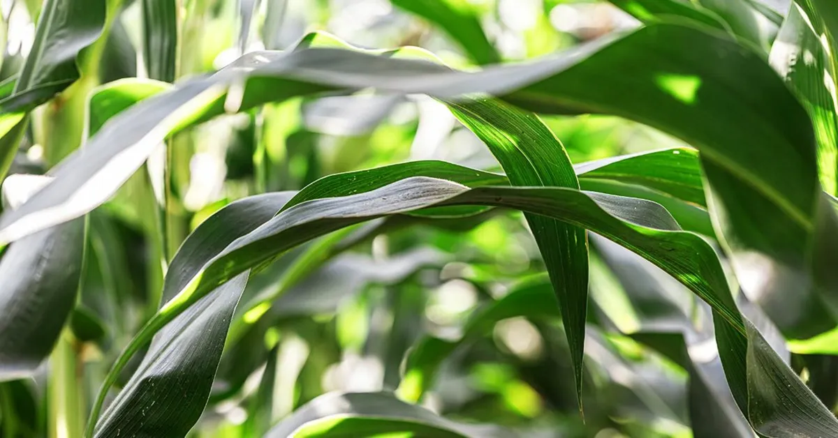 Save on Fertiliser & Boost Yields! - Image 3