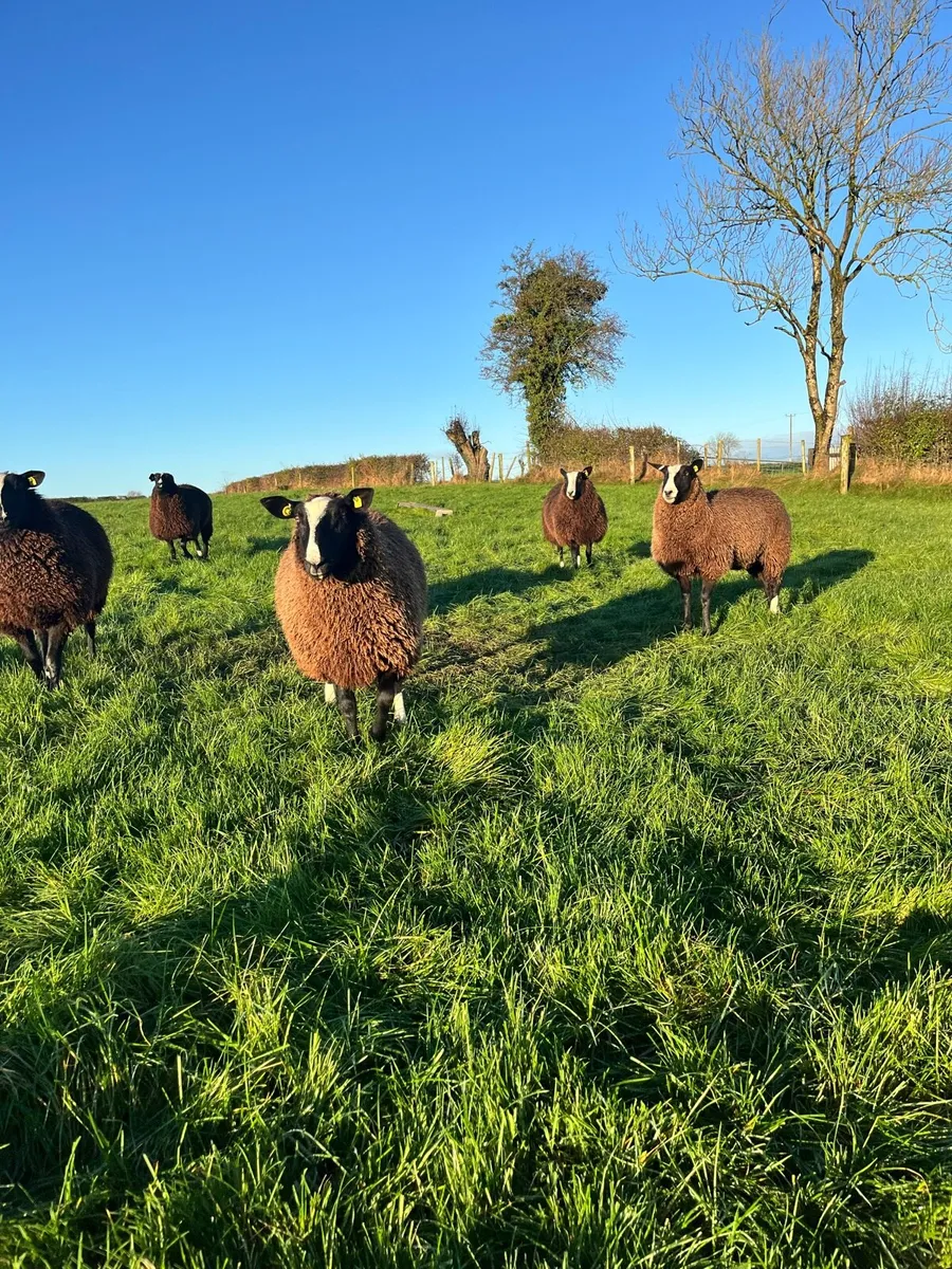 Top Quality Zwartble Pedigree Registered Ewe Lambs - Image 1