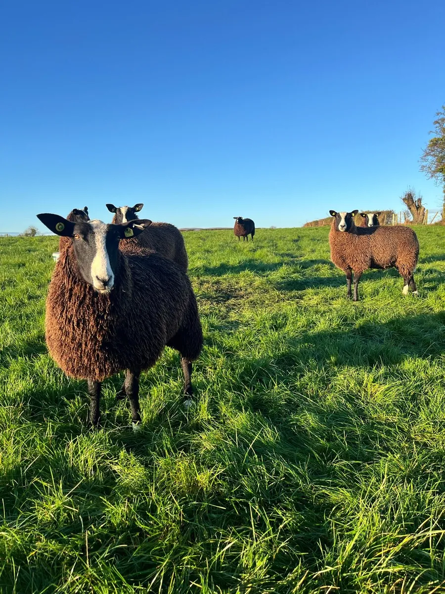 Top Quality Zwartble Pedigree Registered Ewe Lambs - Image 2