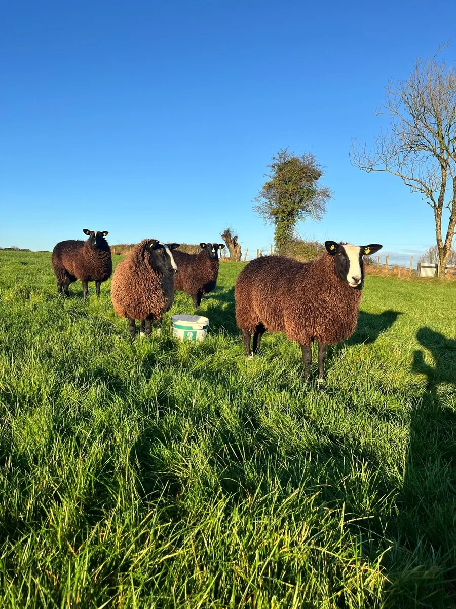 Top Quality Zwartble Pedigree Registered Ewe Lambs - Image 3