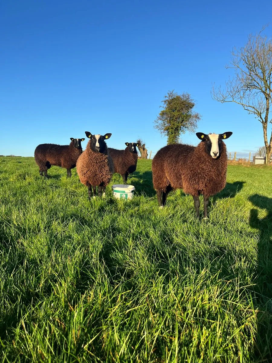 Top Quality Zwartble Pedigree Registered Ewe Lambs - Image 4