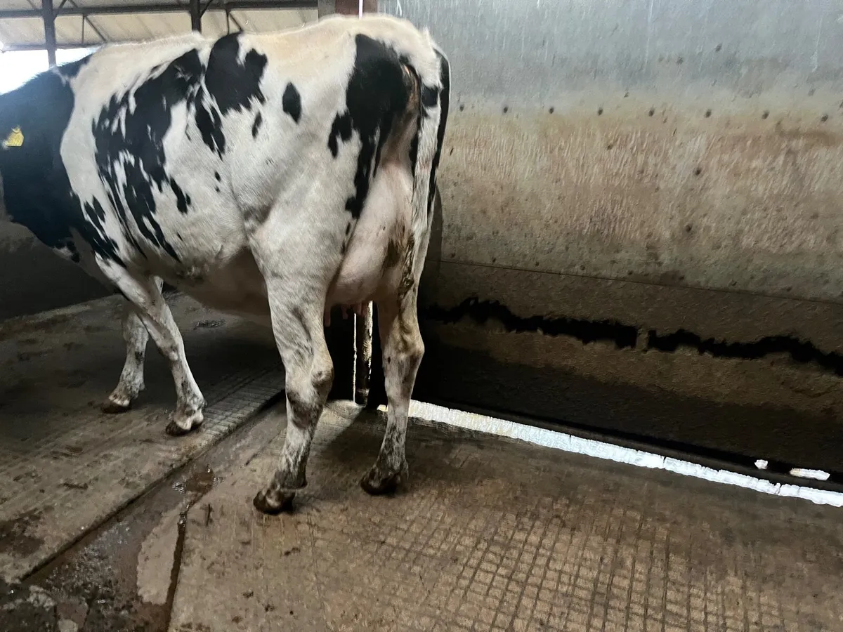 OranBay Holsteins - Image 2