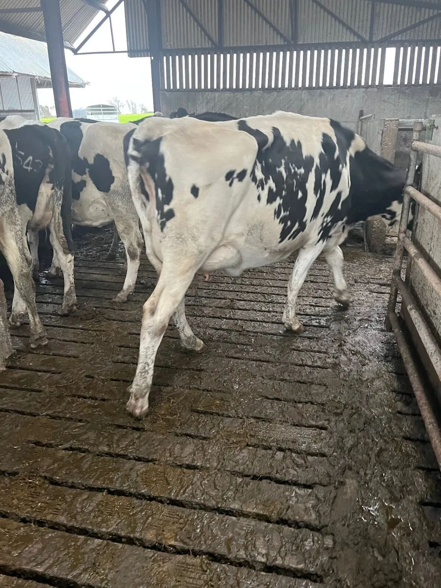 OranBay Holsteins - Image 3