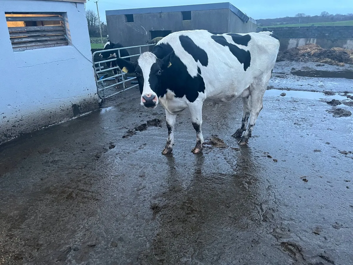 OranBay Holsteins - Image 4