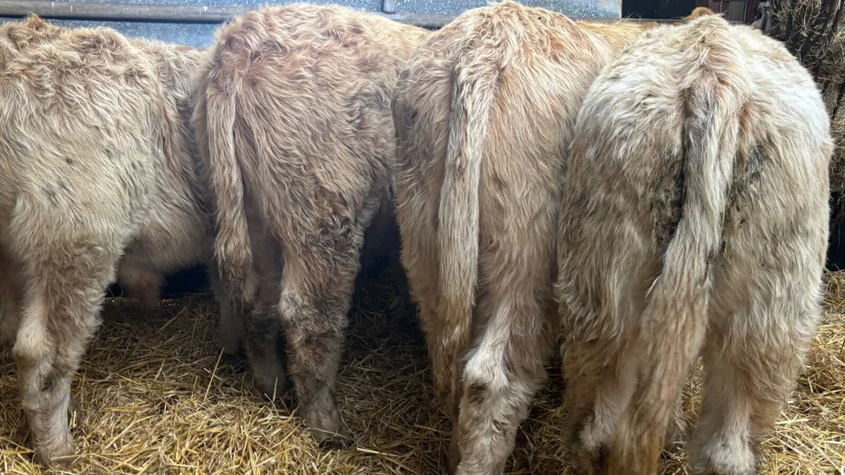 4 Lovely Quality Golden CH Bull Wealings - Image 3