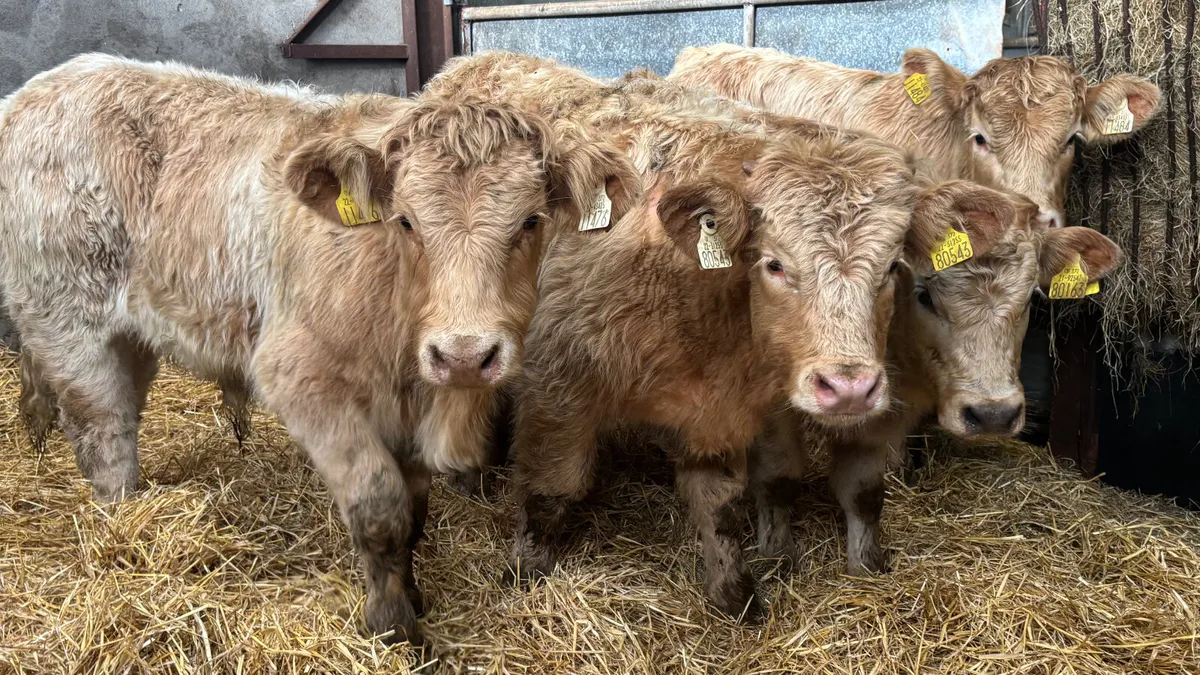 4 Lovely Quality Golden CH Bull Wealings - Image 1