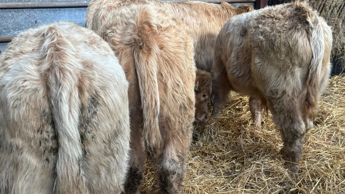 4 Lovely Quality Golden CH Bull Wealings - Image 4