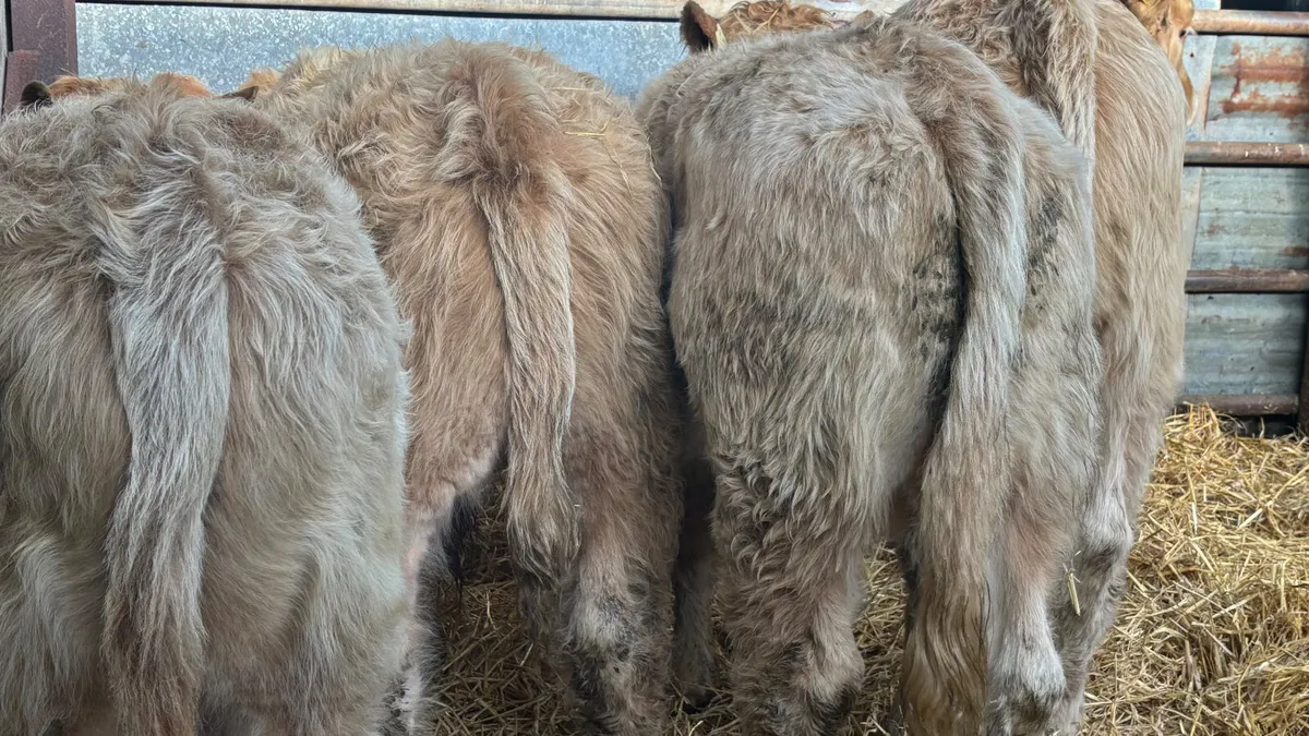 4 Lovely Quality Golden CH Bull Wealings - Image 2