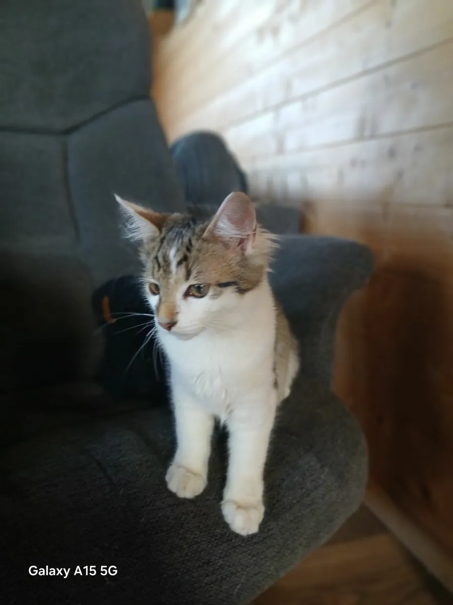 2 male kittens - Image 4