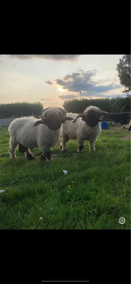 Valais black nose rams - Image 1