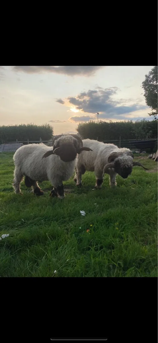 Valais black nose rams - Image 2