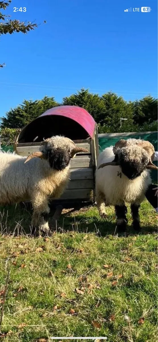 Valais black nose rams - Image 3